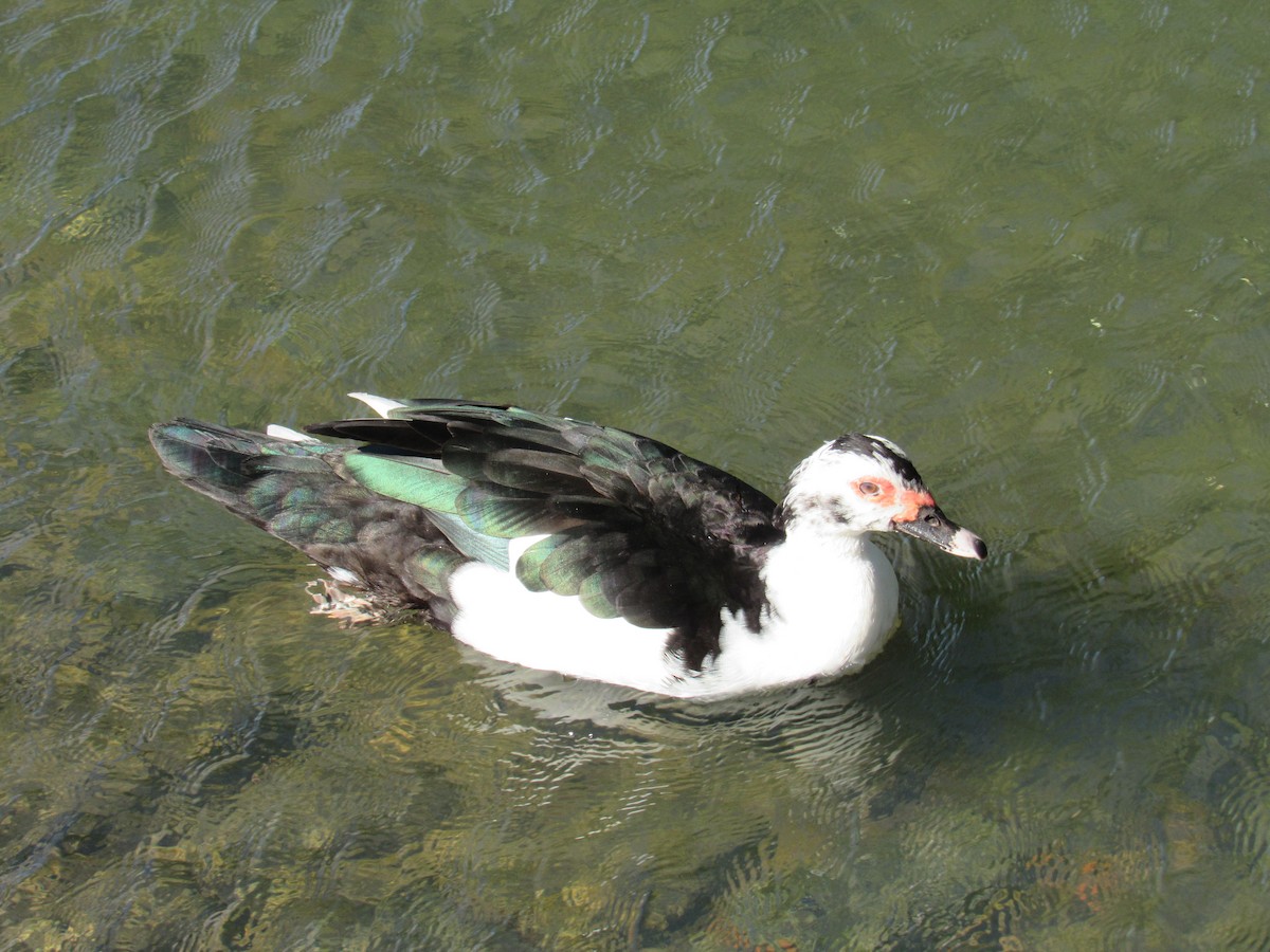 Muscovy Duck (Domestic type) - ML620471138