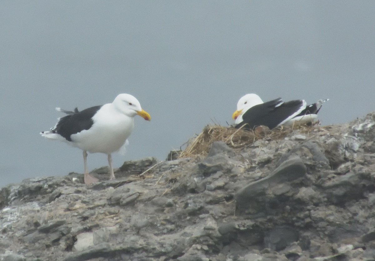 Great Black-backed Gull - ML620471140