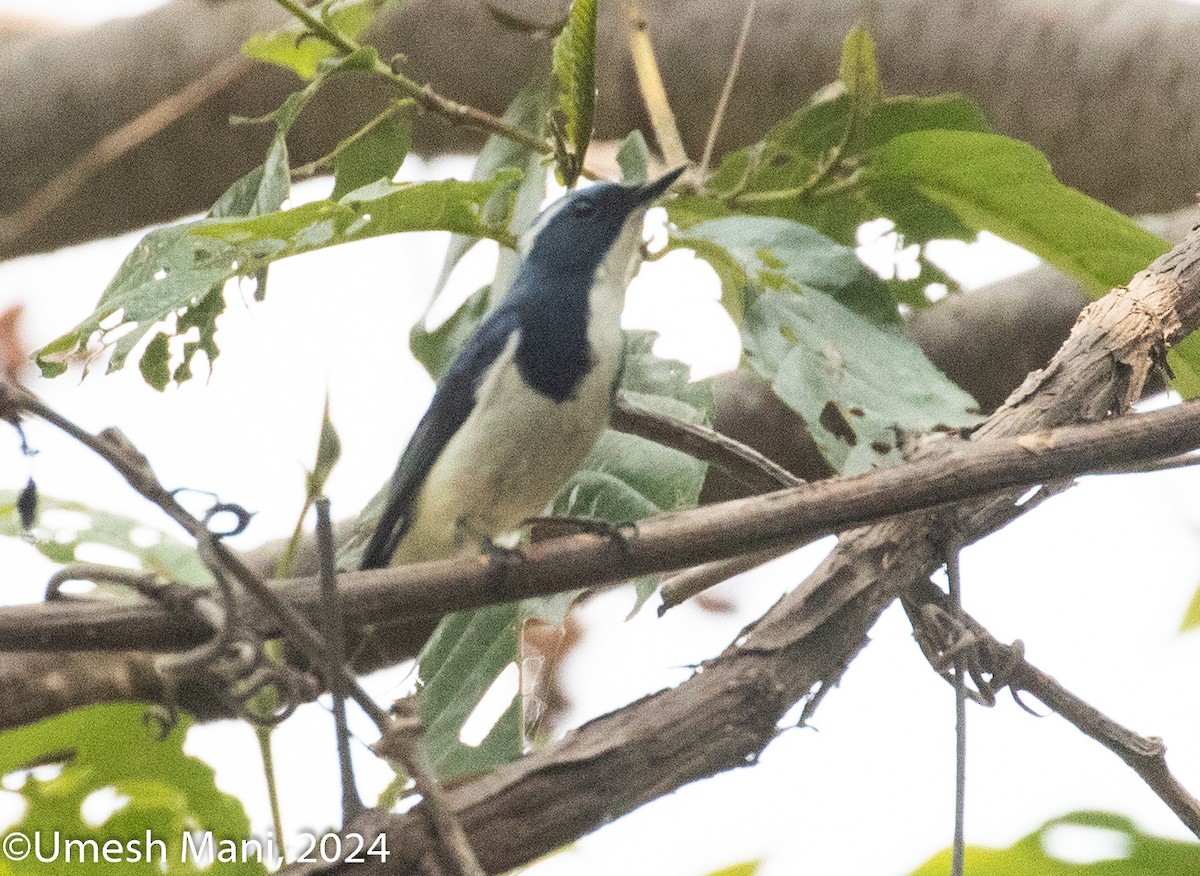 Ultramarine Flycatcher - ML620471143