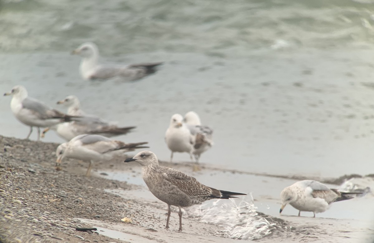 Lesser Black-backed Gull - ML620471145