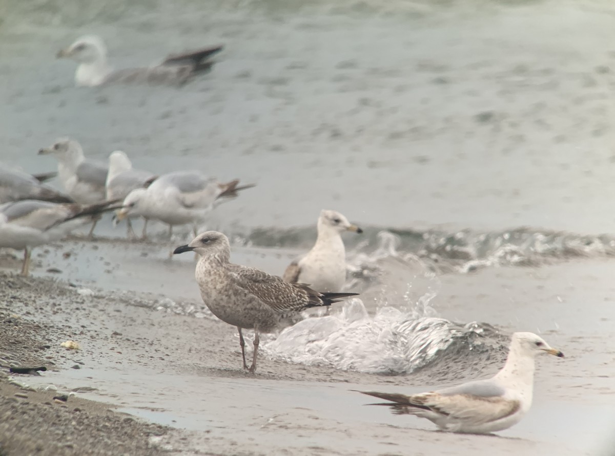 Gaviota Sombría - ML620471146