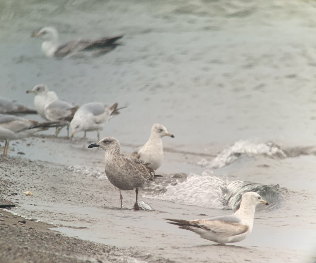 Lesser Black-backed Gull - ML620471147