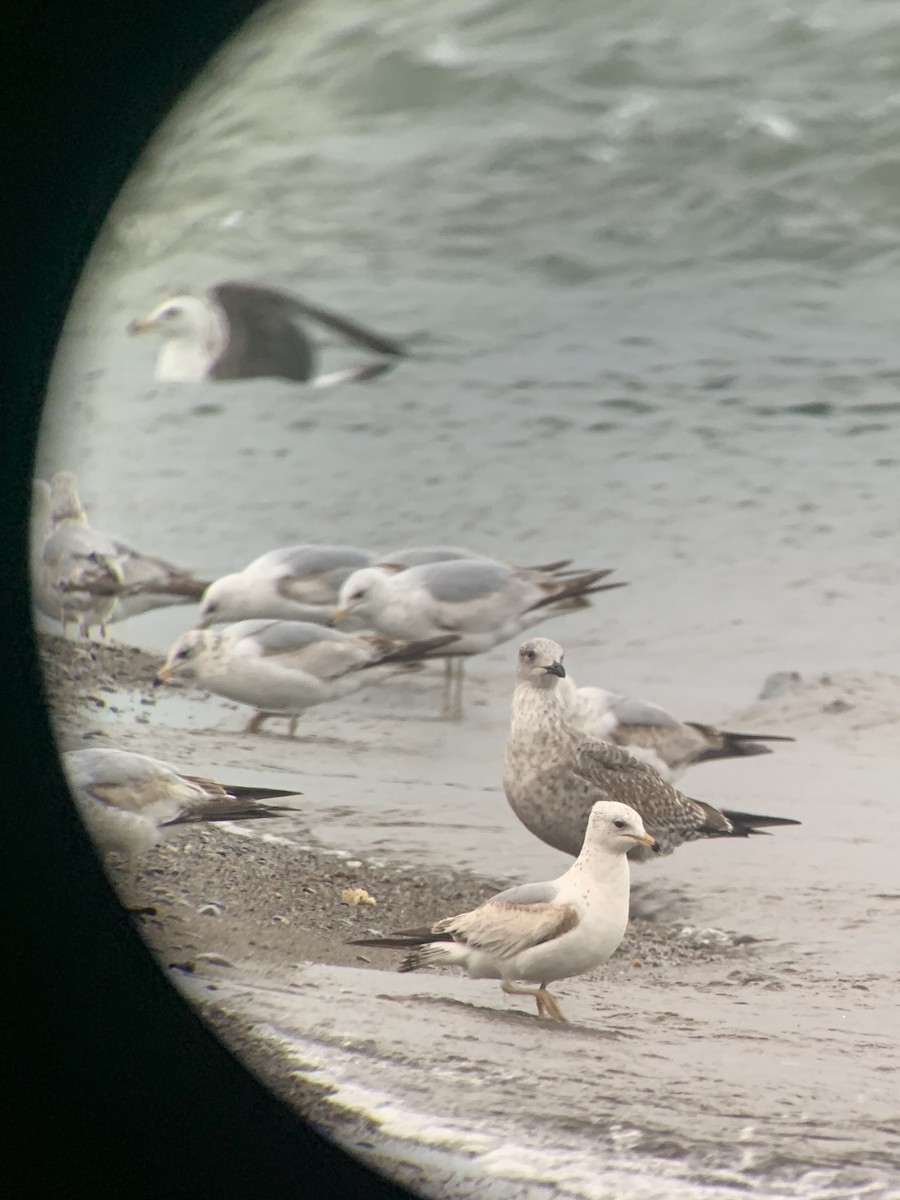 Gaviota Sombría - ML620471148