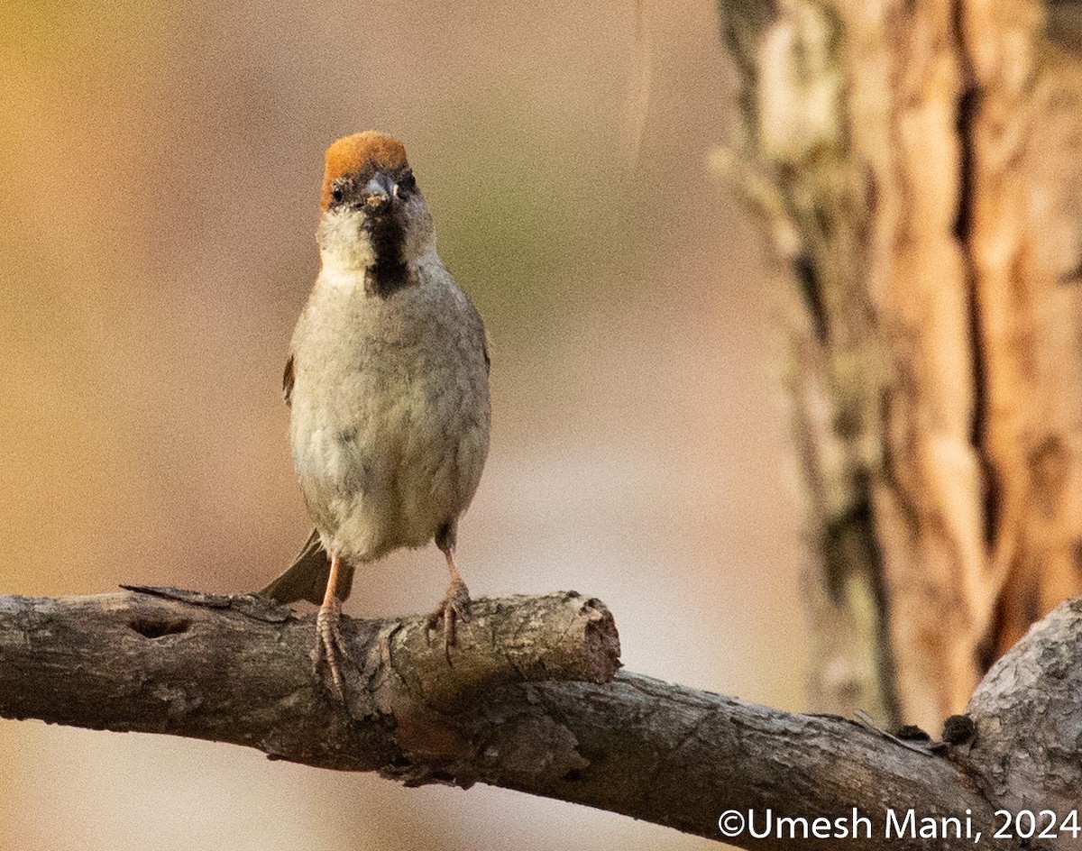 Russet Sparrow - ML620471160