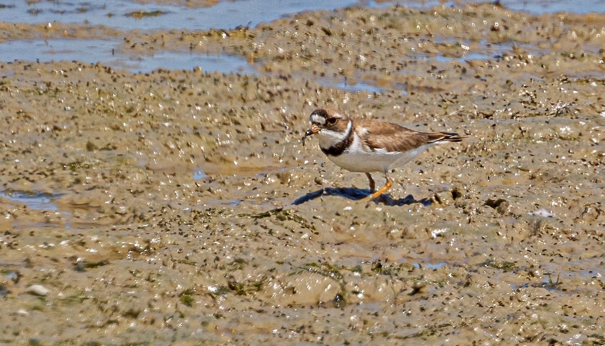 Semipalmated Plover - ML620471166