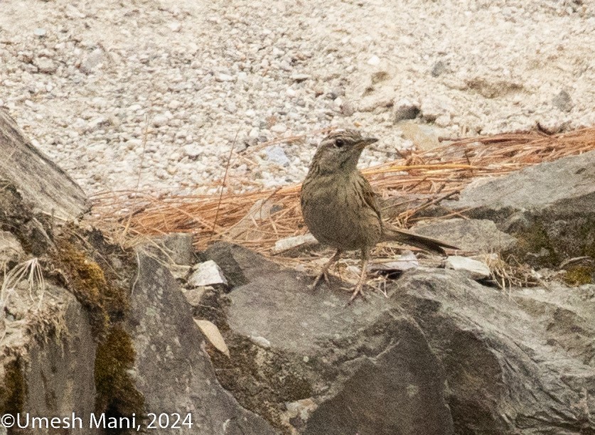 Upland Pipit - ML620471167