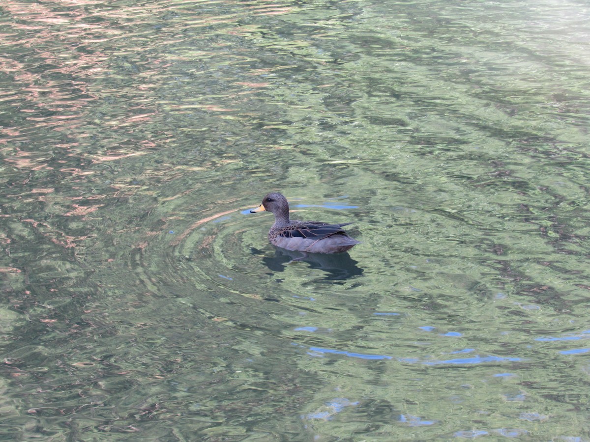 Yellow-billed Teal - ML620471168