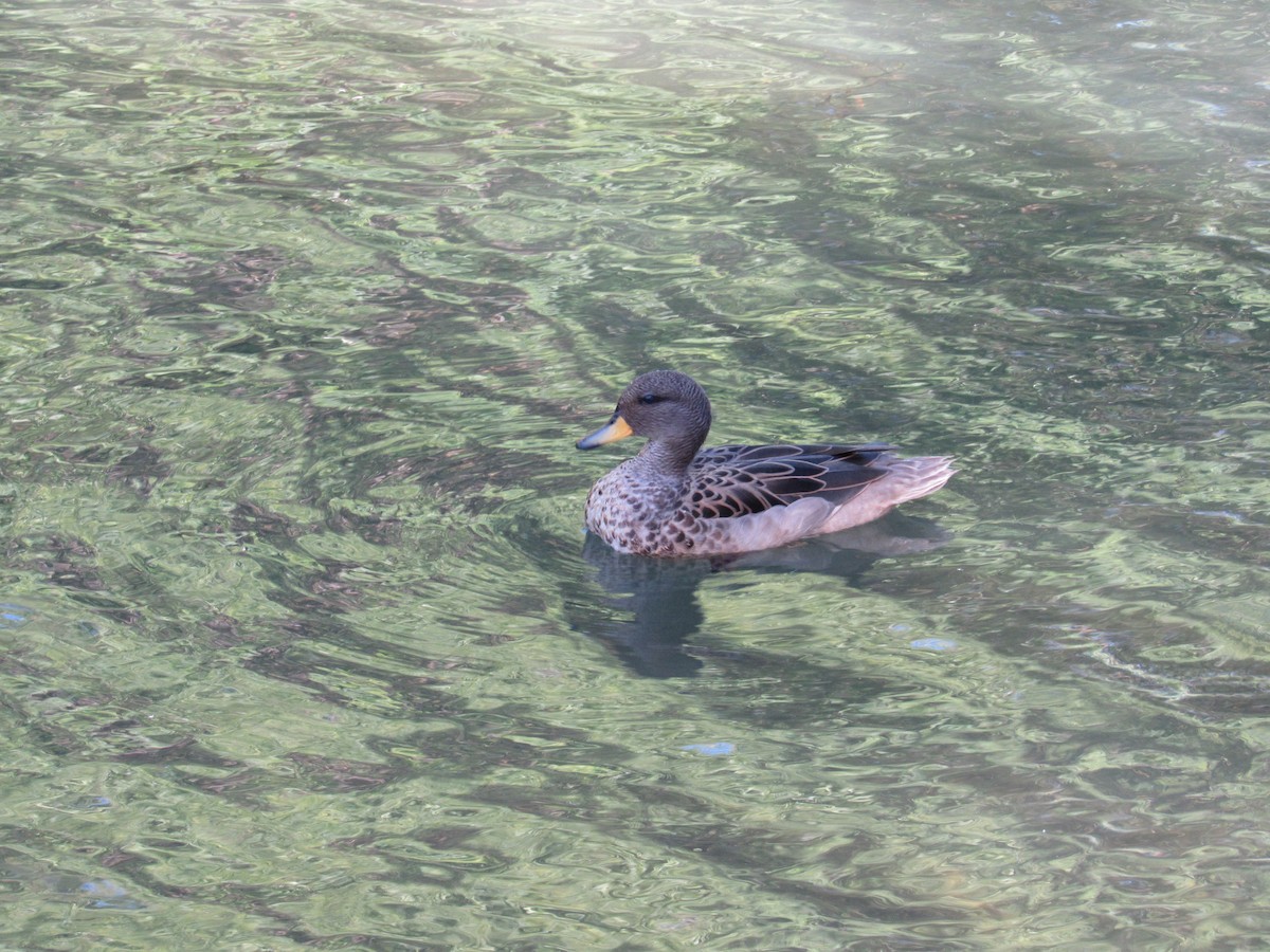 Yellow-billed Teal - ML620471169