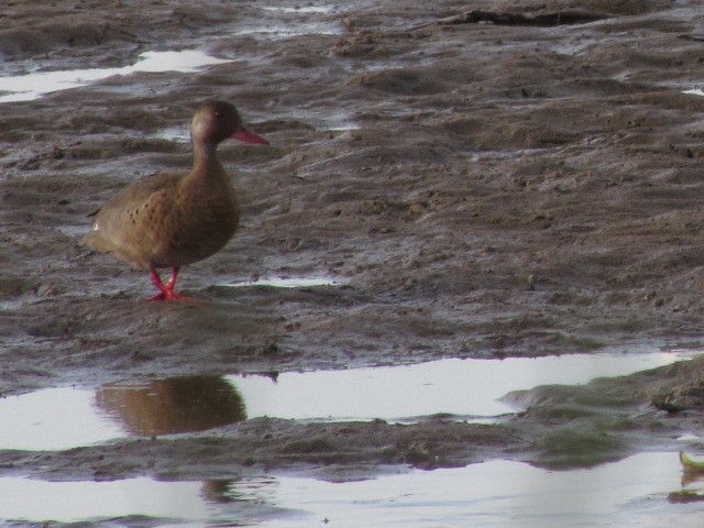 Pato Brasileño - ML620471170