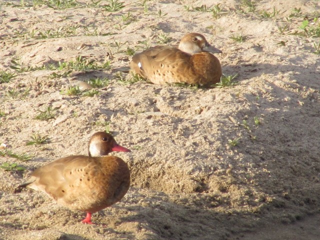 Pato Brasileño - ML620471173