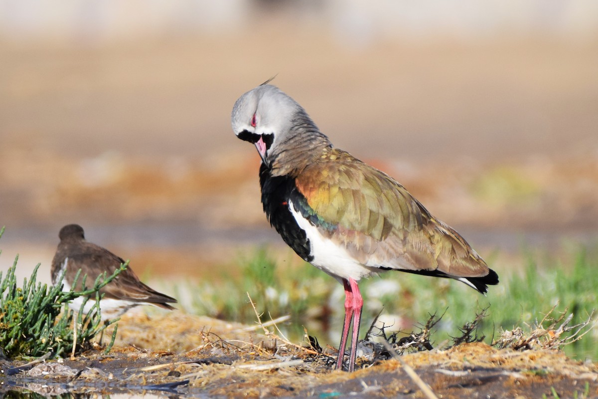 Southern Lapwing - ML620471174