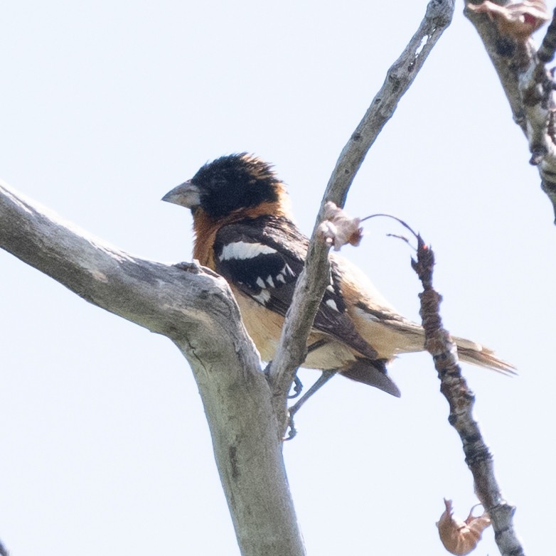 Black-headed Grosbeak - ML620471177