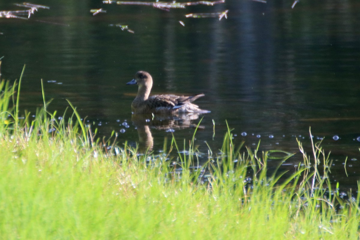 Eurasian Wigeon - ML620471179