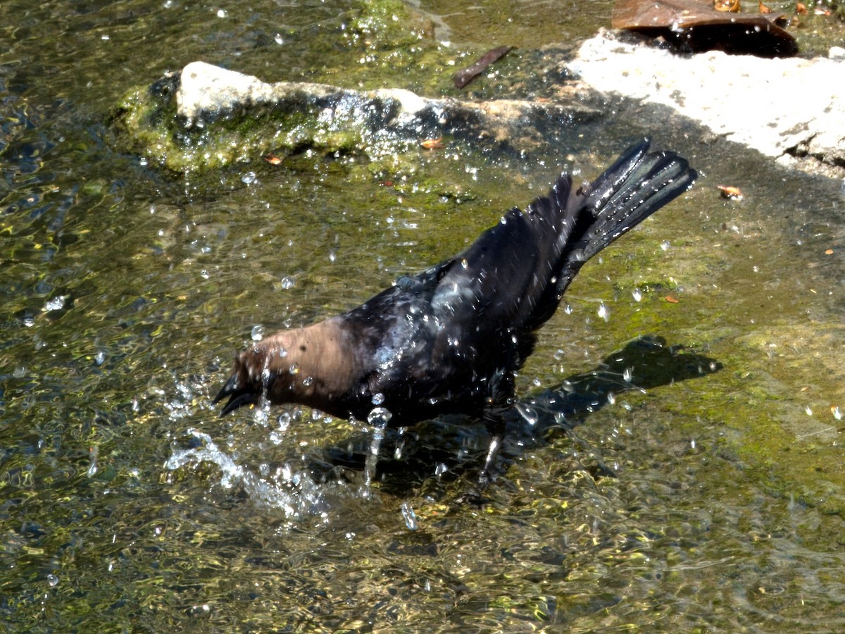 Brown-headed Cowbird - ML620471189