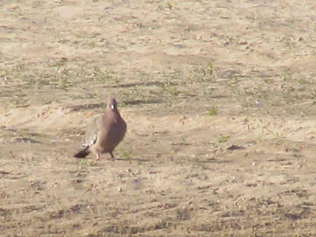 Picazuro Pigeon - ML620471190