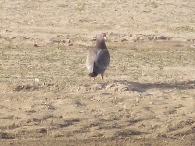 Picazuro Pigeon - ML620471191