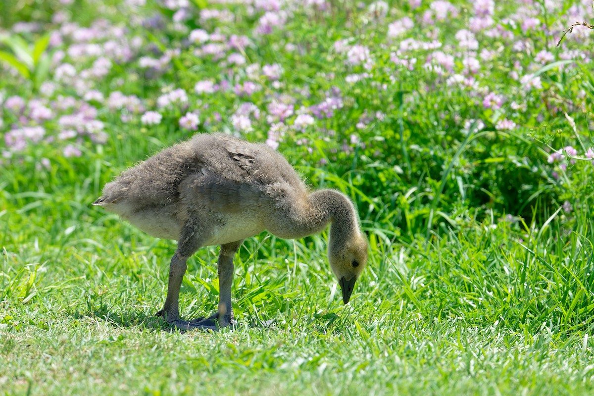 Canada Goose - ML620471196