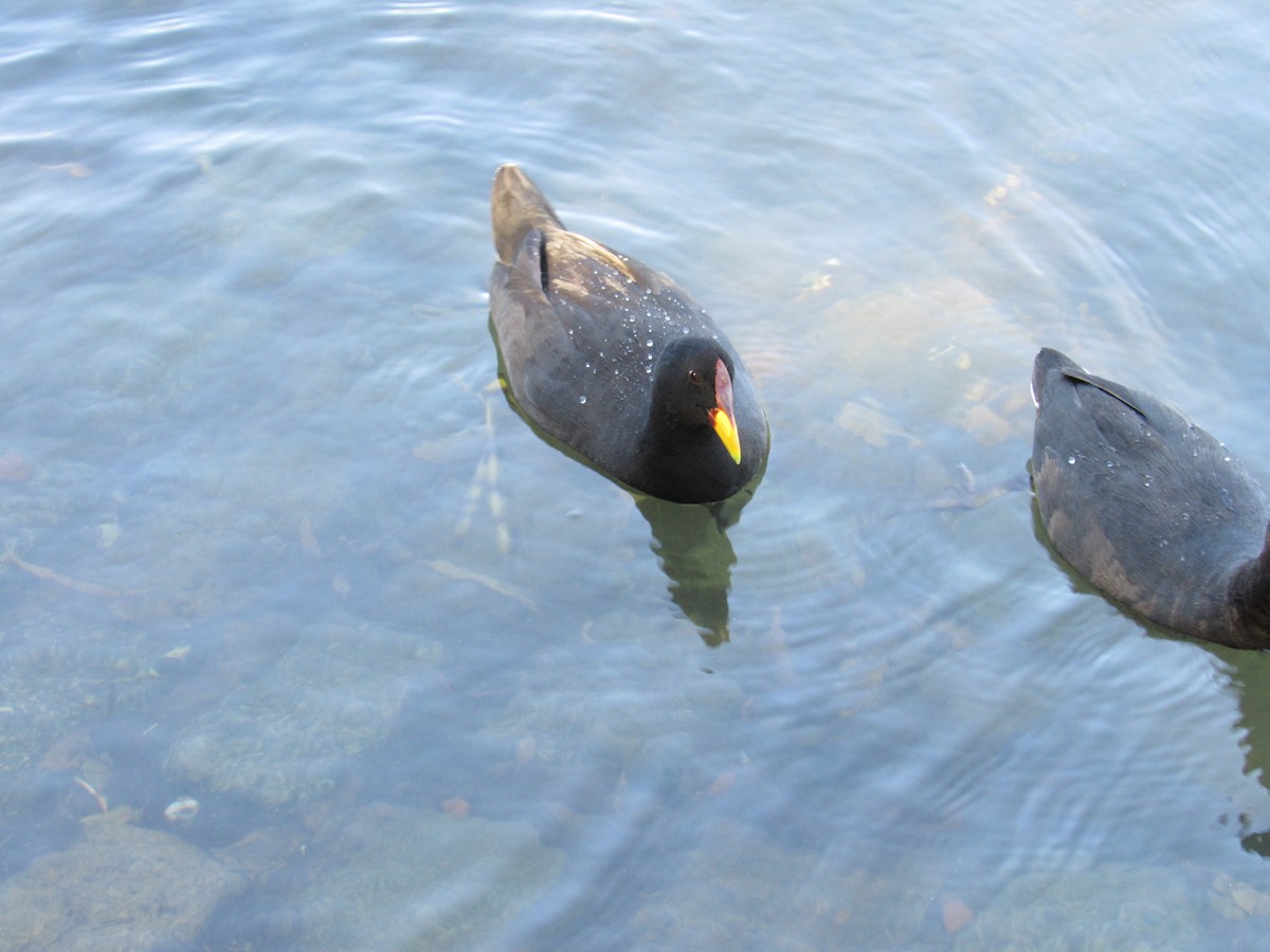 Red-fronted Coot - ML620471197