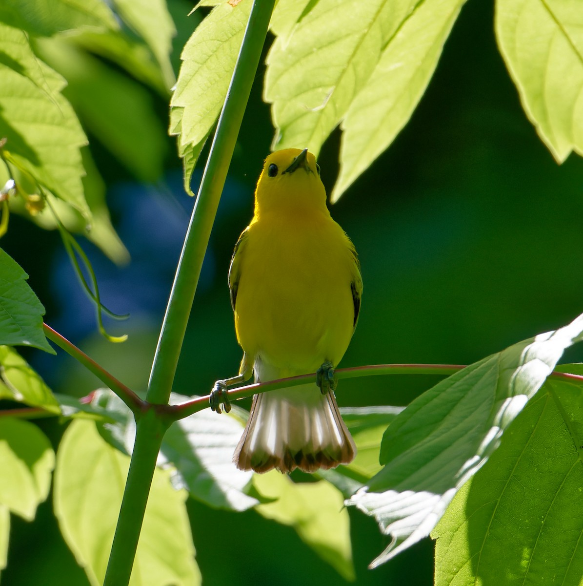 Prothonotary Warbler - ML620471200