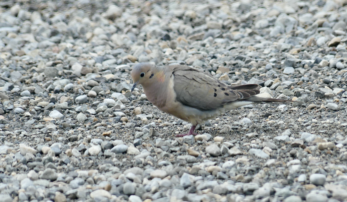 Mourning Dove - ML620471201