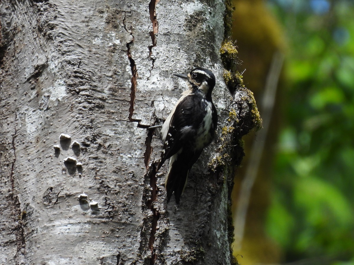 Hairy Woodpecker - ML620471205