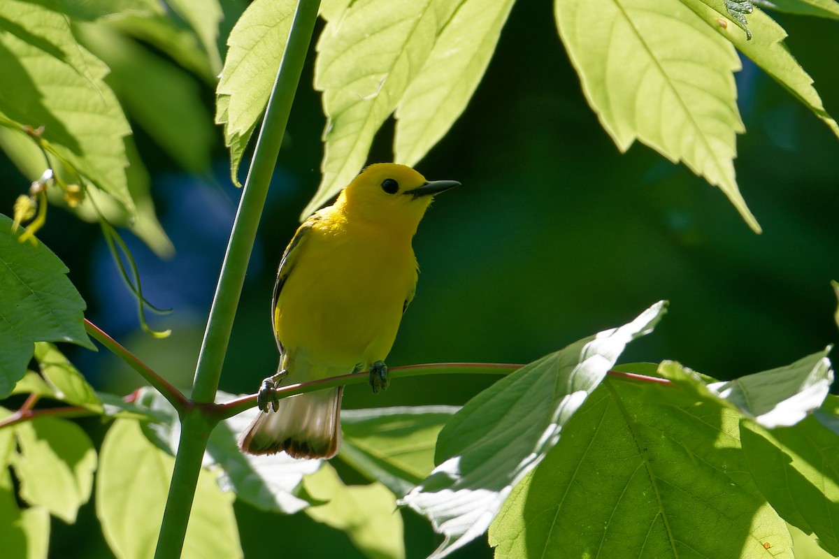 Prothonotary Warbler - ML620471207