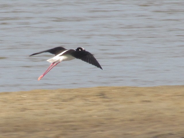 Black-necked Stilt - ML620471208