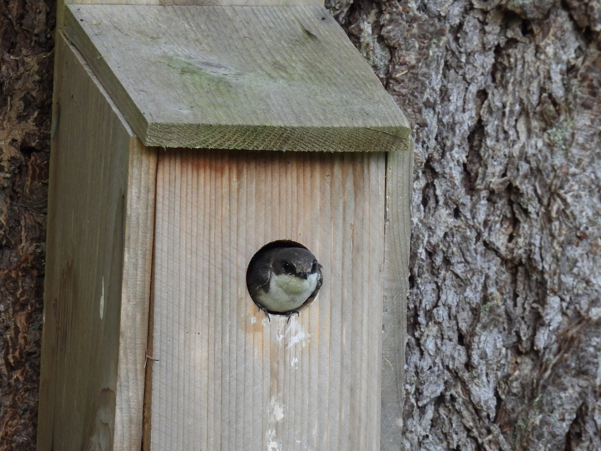 Golondrina Bicolor - ML620471210