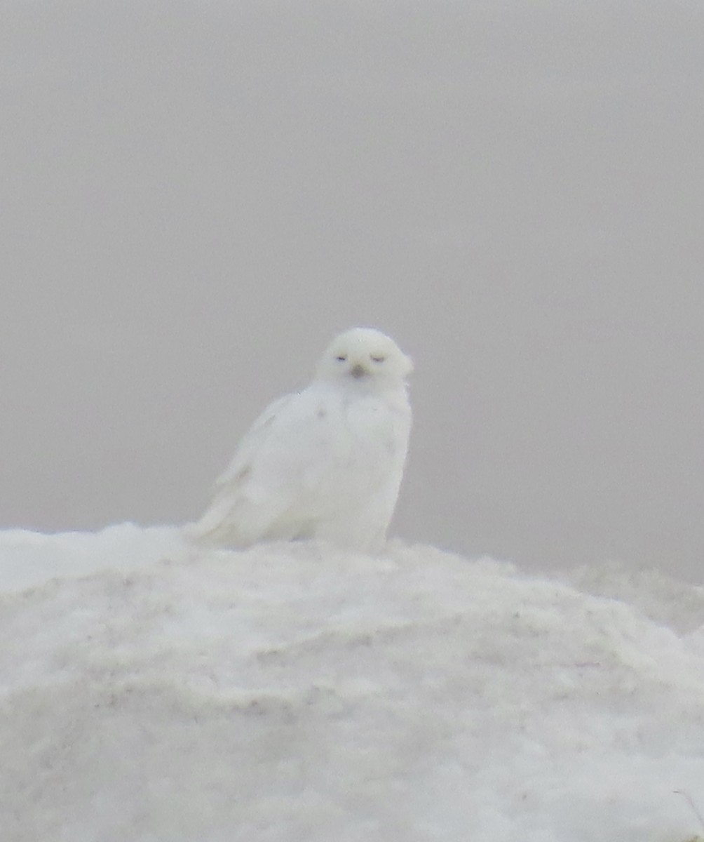 Snowy Owl - ML620471215