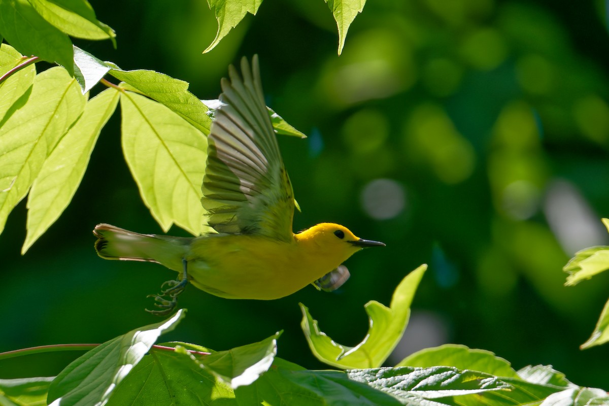 Prothonotary Warbler - Karen Voldal