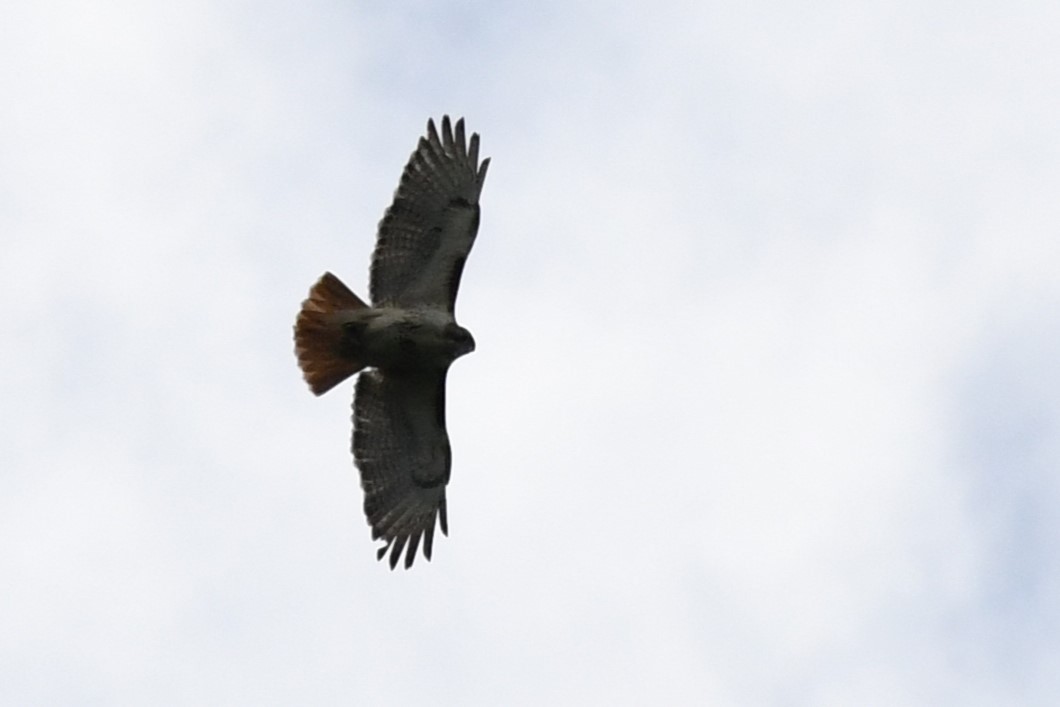 Red-tailed Hawk - ML620471221