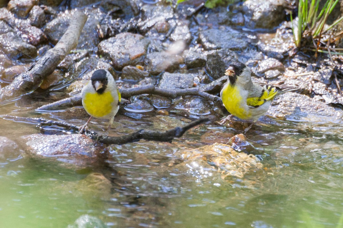 Lawrence's Goldfinch - Gerry and Linda Baade