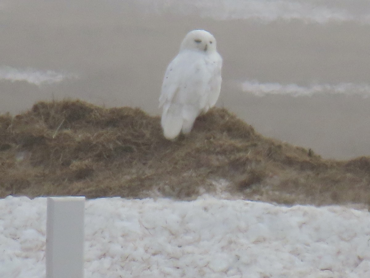 Snowy Owl - ML620471227