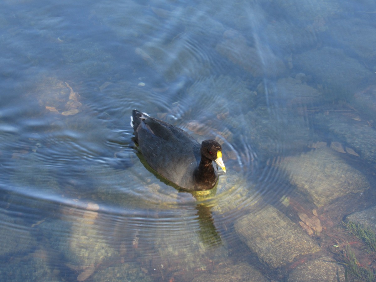 White-winged Coot - ML620471229