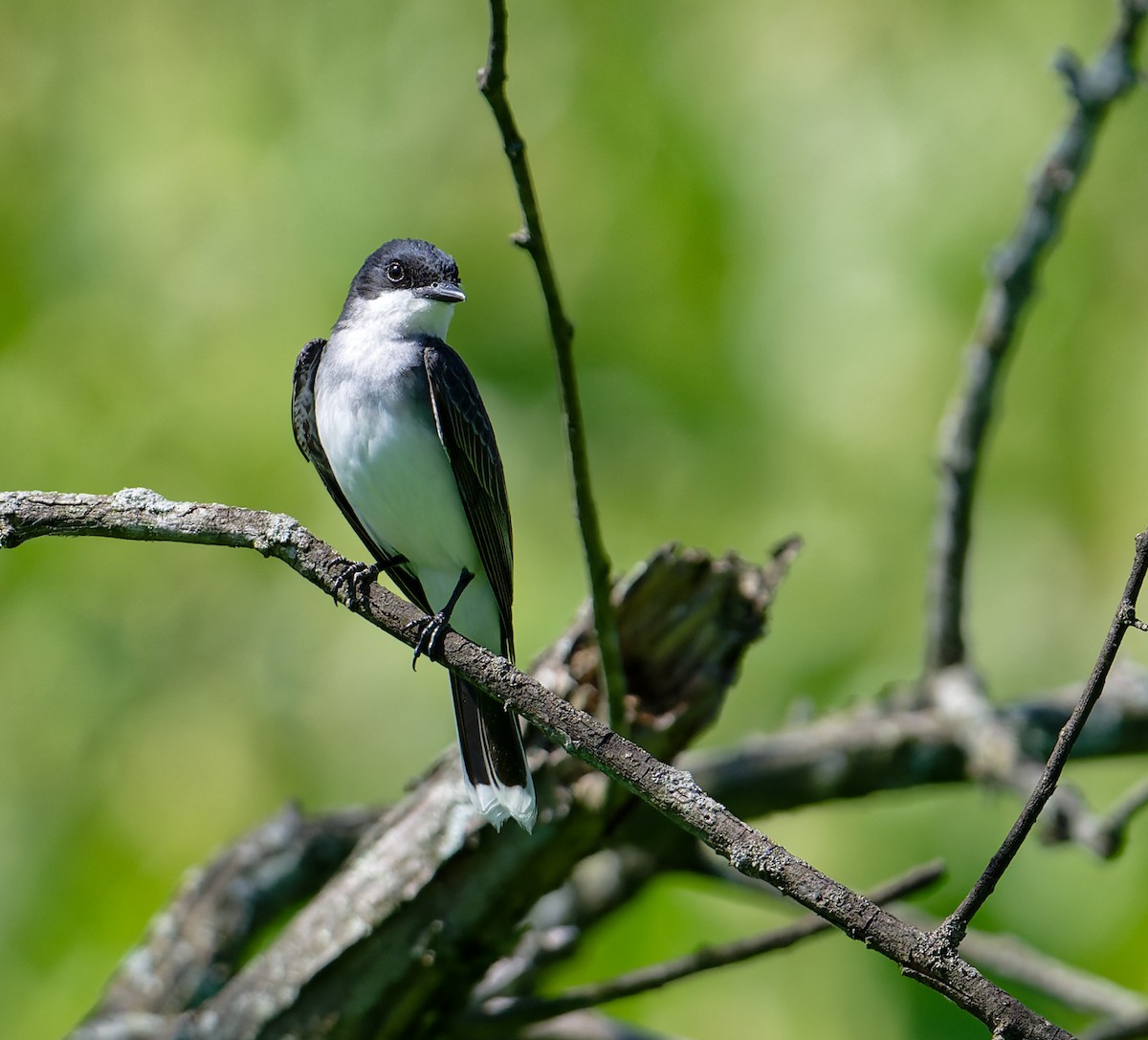 Eastern Kingbird - ML620471233