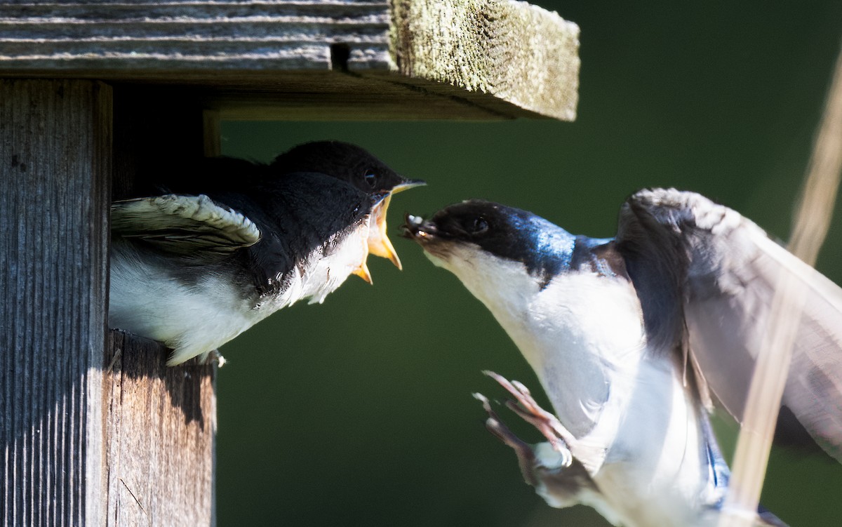 Tree Swallow - ML620471236