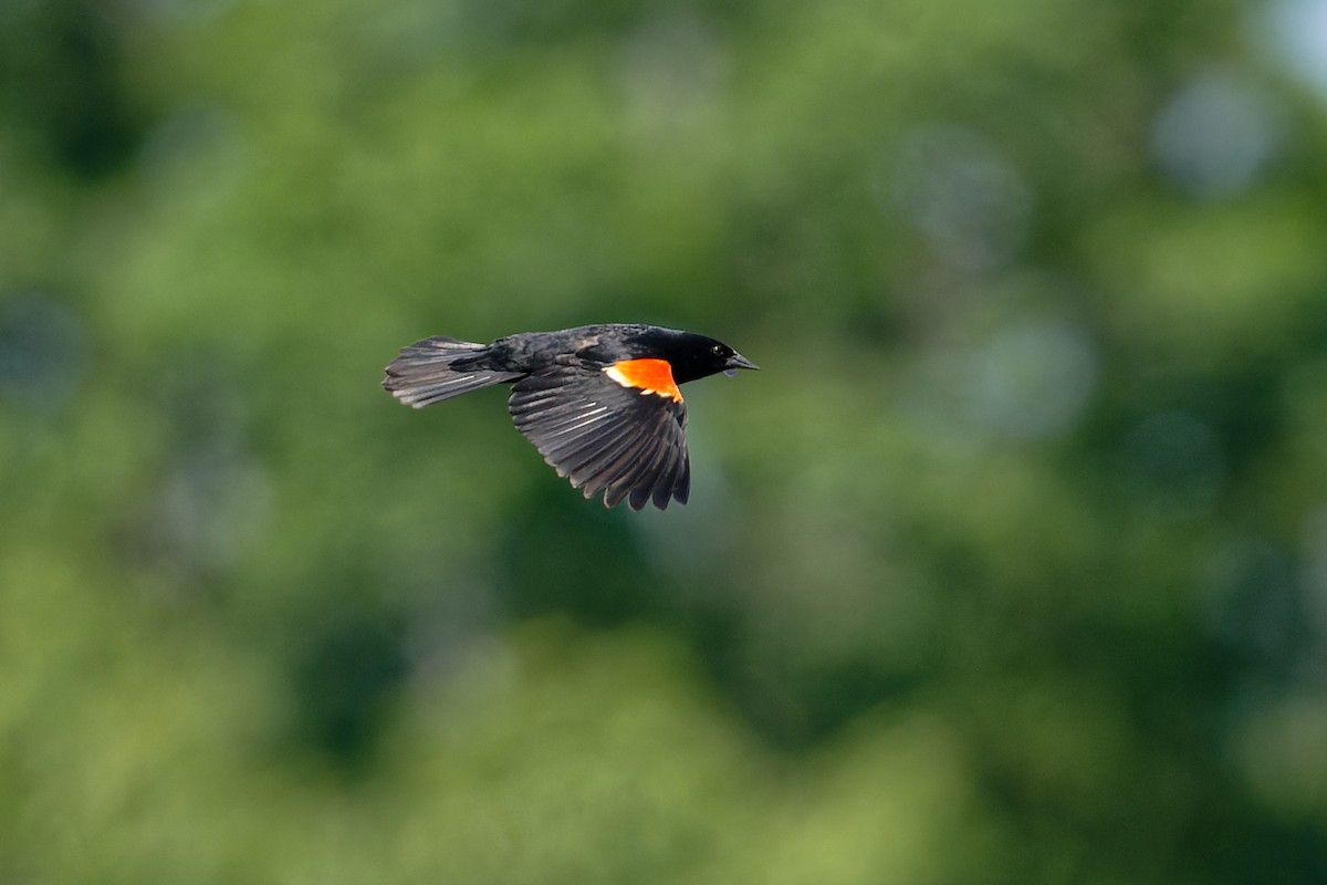 Red-winged Blackbird - Karen Voldal