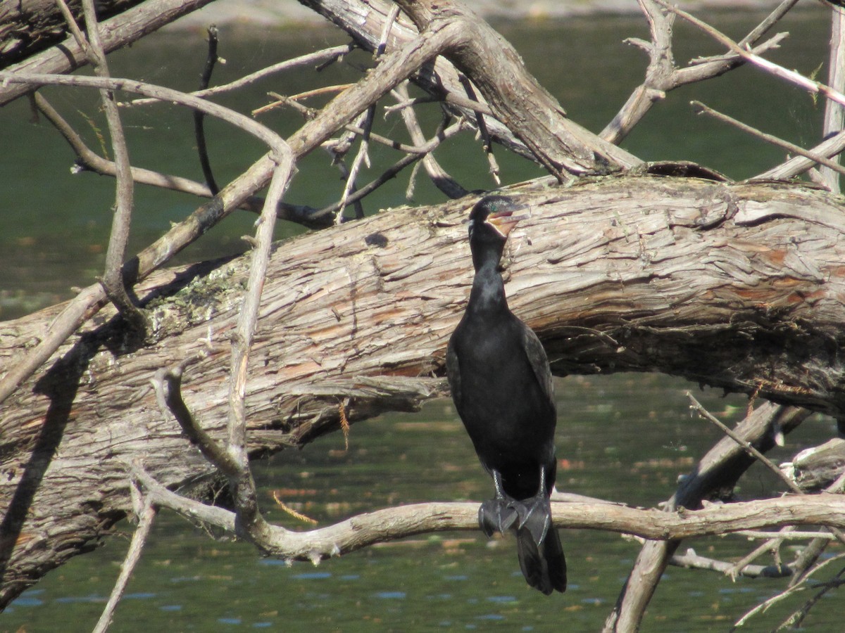 Anhinga d'Amérique - ML620471251