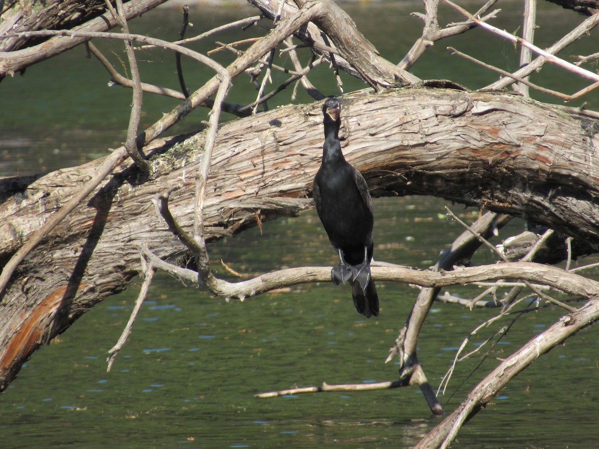 Anhinga d'Amérique - ML620471256