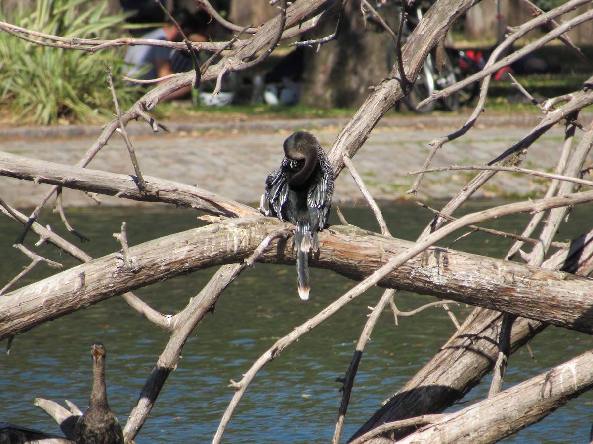 Anhinga d'Amérique - ML620471258