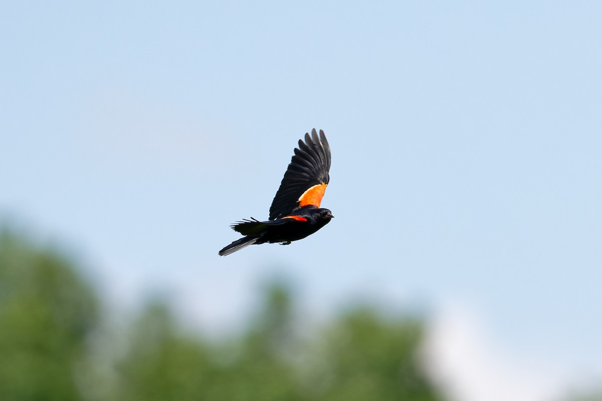 Red-winged Blackbird - ML620471263