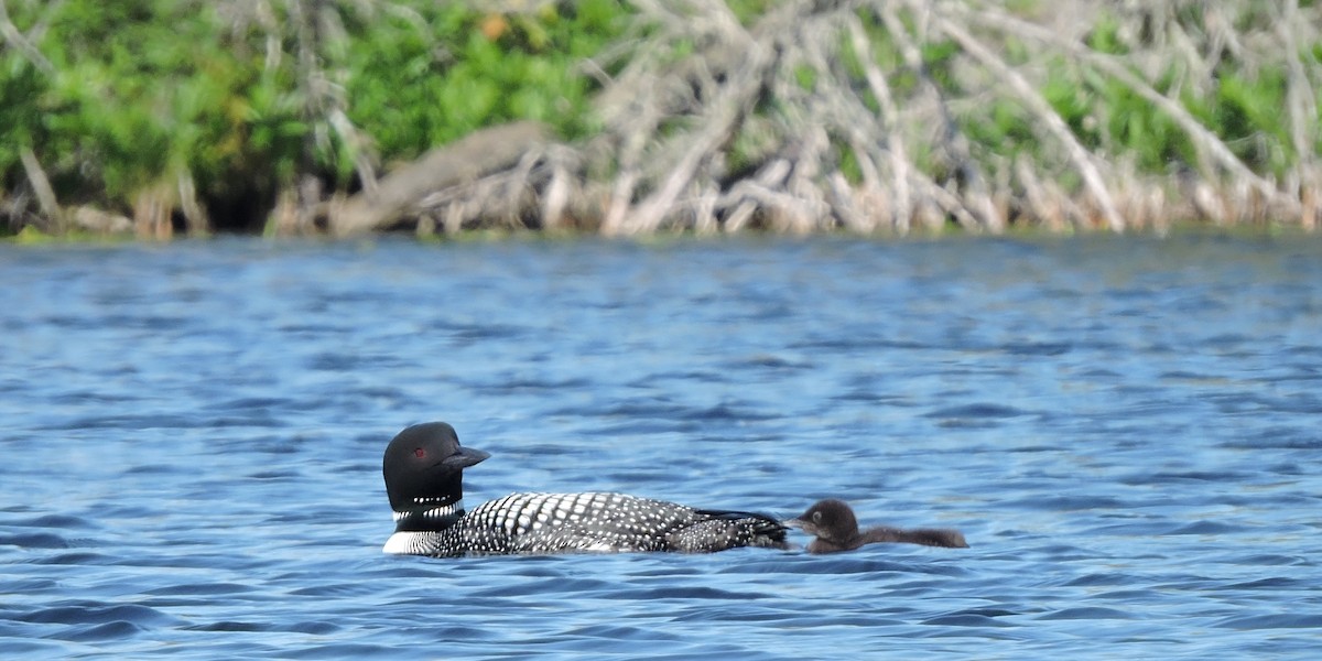 Common Loon - ML620471266