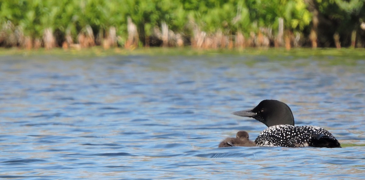 Common Loon - ML620471267