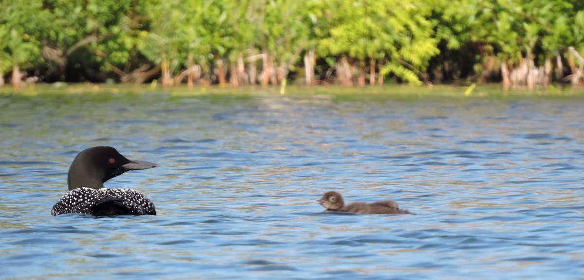 Common Loon - ML620471268