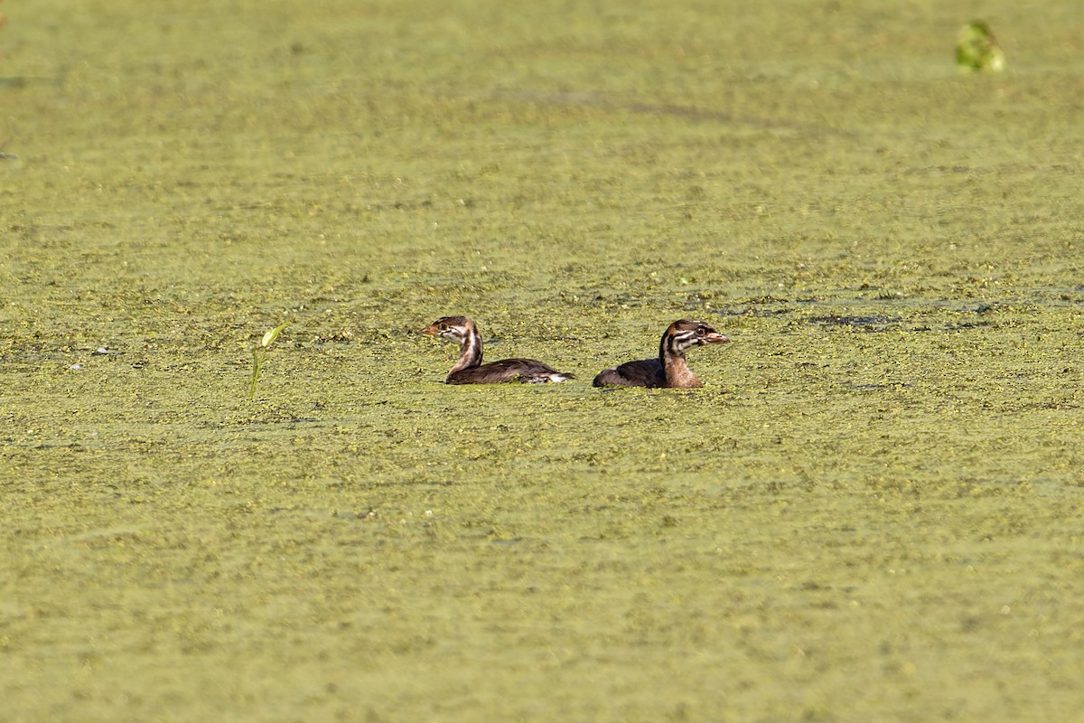 Pied-billed Grebe - ML620471271