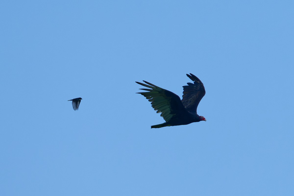 Turkey Vulture - Karen Voldal