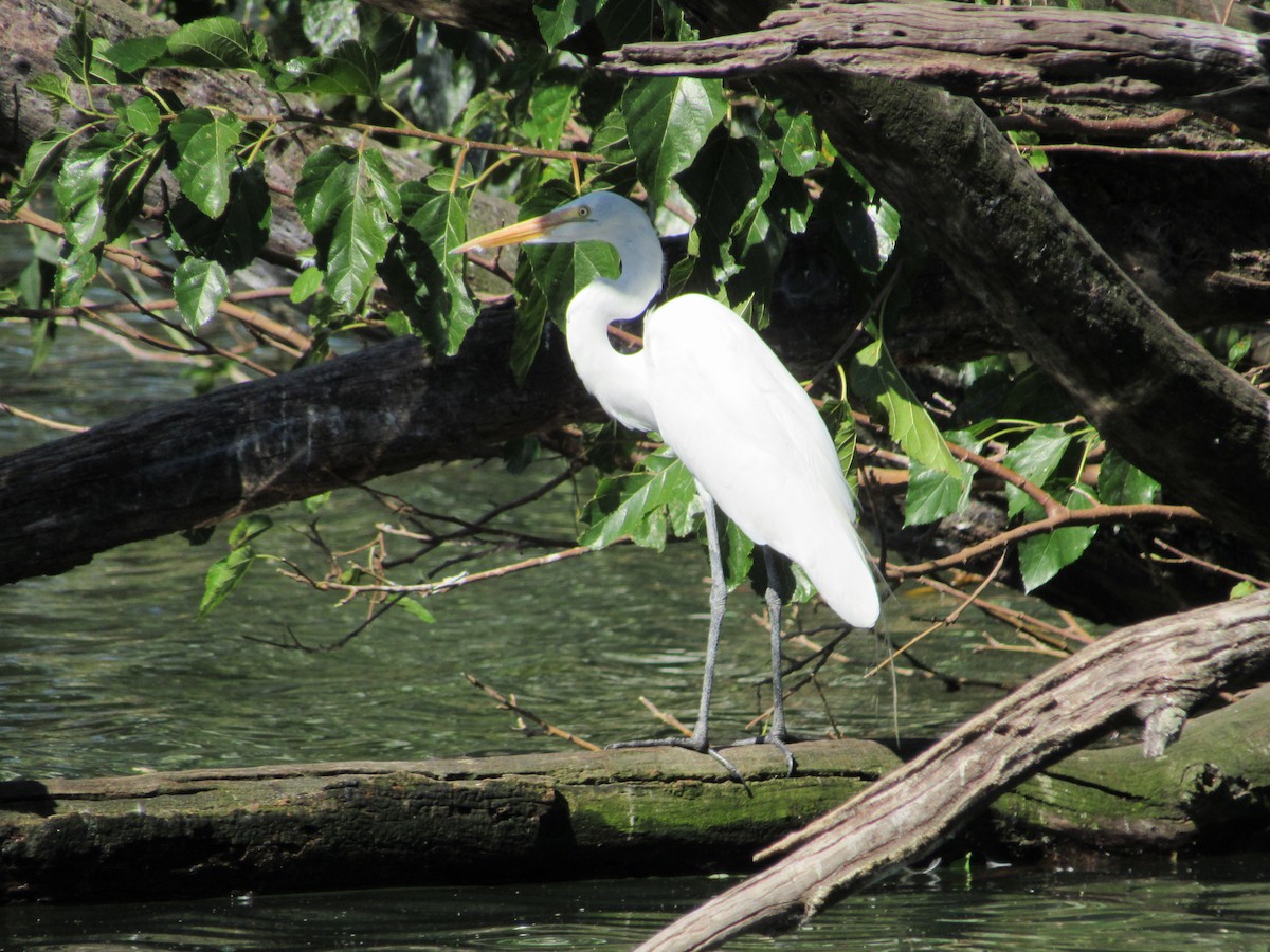 Great Egret (American) - ML620471280