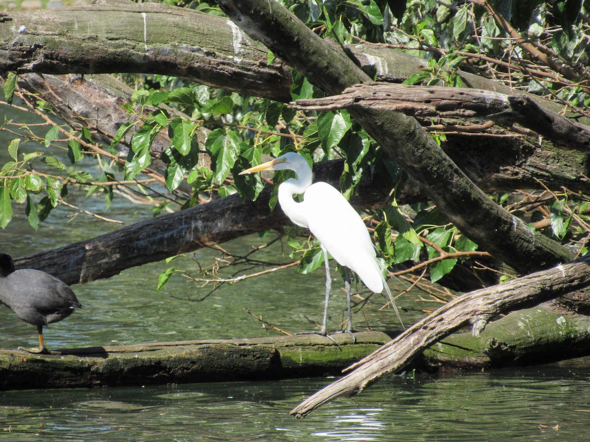 Grande Aigrette (egretta) - ML620471281