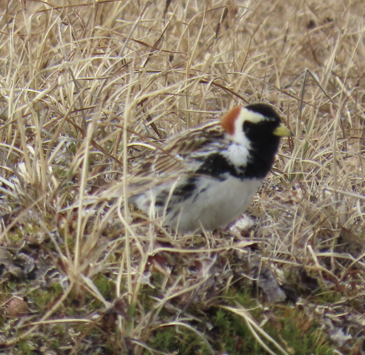 Lapland Longspur - ML620471282