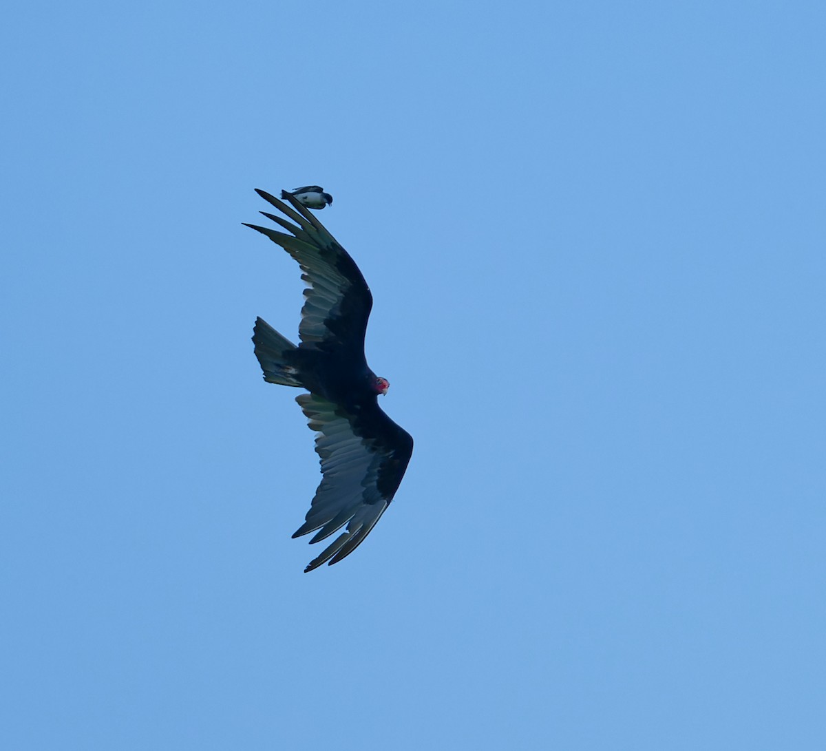 Turkey Vulture - ML620471285